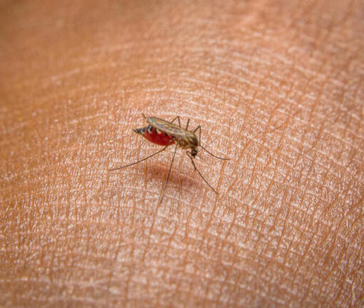 Santé : l'épidémie de dengue a atteint son pic en Amérique du Sud