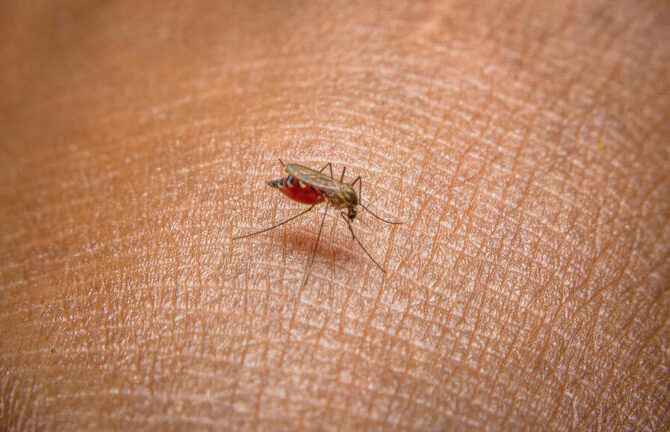 Santé : l'épidémie de dengue a atteint son pic en Amérique du Sud