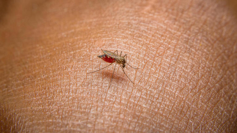 Santé : l'épidémie de dengue a atteint son pic en Amérique du Sud