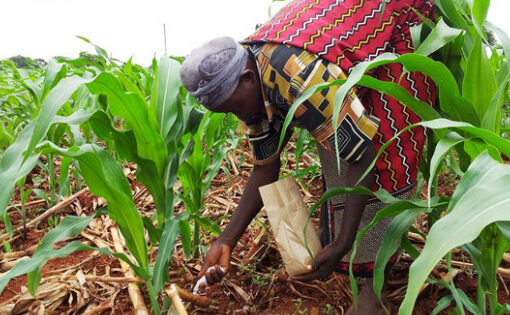 Bénin : une enveloppe de 10 milliards dédiée à l’intensification des productions maraîchère et céréalière