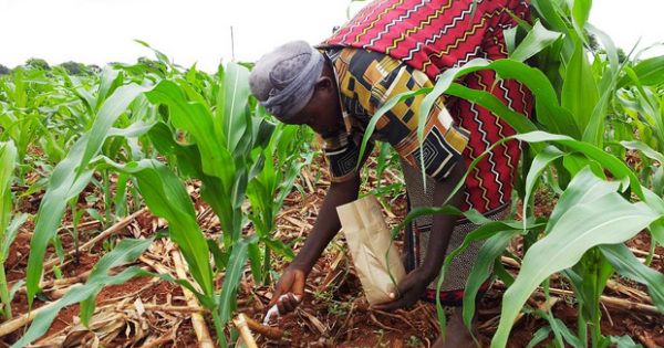 Bénin : une enveloppe de 10 milliards dédiée à l’intensification des productions maraîchère et céréalière